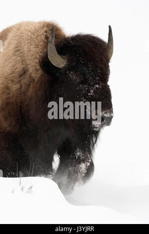 Bisonti americani / ( Bison bison bison ), Bull in inverno, rottura attraverso la neve soffice, frontale side shot, il Parco Nazionale di Yellowstone, Wyoming negli Stati Uniti. Foto Stock