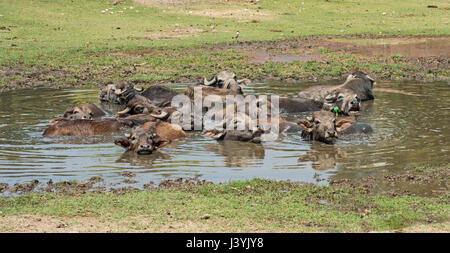 Piccolo allevamento di animali addomesticati quali il bufalo d'acqua bestiame bovino di balneazione in campo rurale foro di acqua Foto Stock