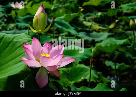 Splendida fioritura del fiore di loto closeup in estate Foto Stock