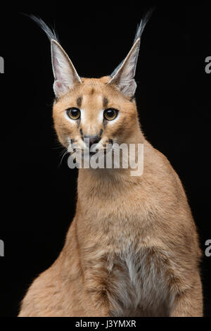 Bella Lynx caracal 6 mesi gattino seduto su sfondo nero. Studio shot. Copia dello spazio. Foto Stock