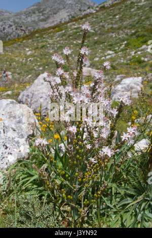 A Cava di gambi di asfodeli (Asphodelus fistulosus) Foto Stock