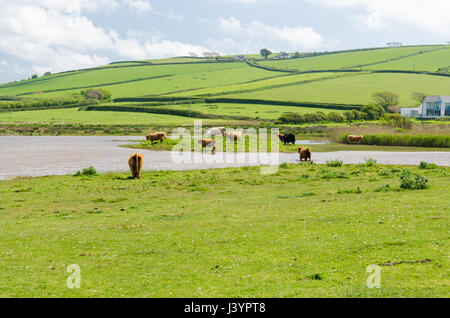 Una mandria di bovini Highland pascolare in un campo vicino a South Milton Sands nel Sud i prosciutti in Devon Foto Stock