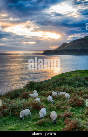 Scottish Blackface ovini e il tramonto sulla baia di Calgary, Calgary, Isle of Mull, Scozia. Foto Stock