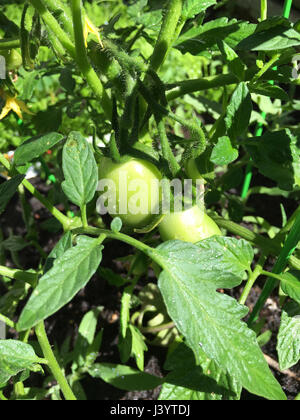 Pomodori freschi che cresce su una pianta di pomodoro. Foto Stock