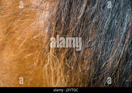 Abstract di close-up di materiche peli della criniera di un cavallo di castagno Foto Stock
