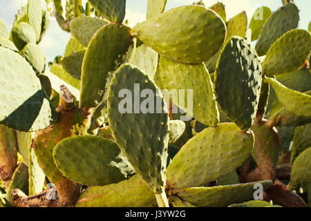 Vista ravvicinata di Opuntia ficus-indica (Barberia fig) che è un tipo di cactus. Si tratta di una specie di cactus che è stata a lungo un addomesticati pianta di raccolto Foto Stock