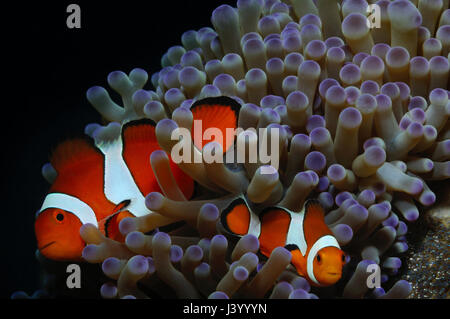 Paio di clownfish (Western clownfish (Ocellaris Clownfish, False Percula Clownfish)) stanno proteggendo le loro uova, Panglao, Filippine Foto Stock