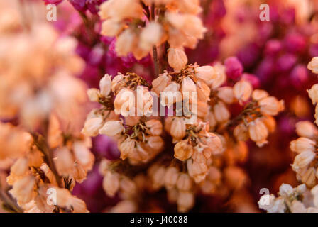 Bianco e viola eriche flower blossom Foto Stock