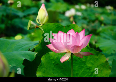 Splendida fioritura del fiore di loto closeup in estate Foto Stock