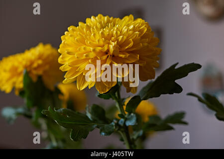 Giallo crisantemi. Composizione/un mazzo di crisantemi gialli che compongono la composizione. Fiori di Primavera come un dono. Foto Stock