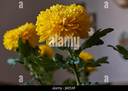 Giallo crisantemi. Composizione/un mazzo di crisantemi gialli che compongono la composizione. Fiori di Primavera come un dono. Foto Stock