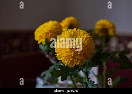 Giallo crisantemi. Composizione/un mazzo di crisantemi gialli che compongono la composizione. Fiori di Primavera come un dono. Foto Stock
