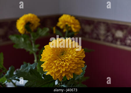 Giallo crisantemi. Composizione/un mazzo di crisantemi gialli che compongono la composizione. Fiori di Primavera come un dono. Foto Stock
