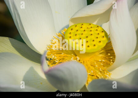 Splendida fioritura del fiore di loto closeup in estate Foto Stock