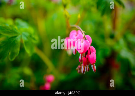 Ruby throated hummingbird ,archilochus colubris avvicinamento femmina splendido cuore di spurgo dei fiori in primavera. Foto Stock