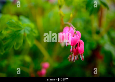 Ruby throated hummingbird ,archilochus colubris avvicinamento femmina splendido cuore di spurgo dei fiori in primavera. Foto Stock