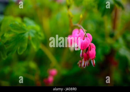 Ruby throated hummingbird ,archilochus colubris avvicinamento femmina splendido cuore di spurgo dei fiori in primavera. Foto Stock