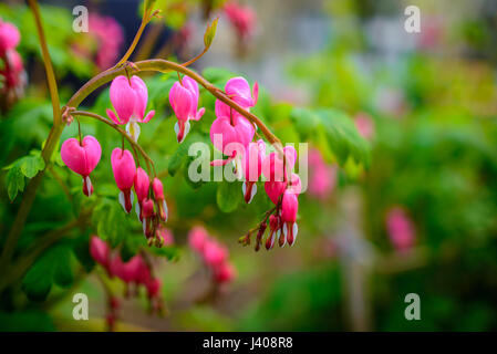Ruby throated hummingbird ,archilochus colubris avvicinamento femmina splendido cuore di spurgo dei fiori in primavera. Foto Stock