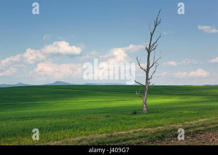 Primavera paesaggio rurale con solitario albero sterile nel verde di un campo di grano. Foto Stock