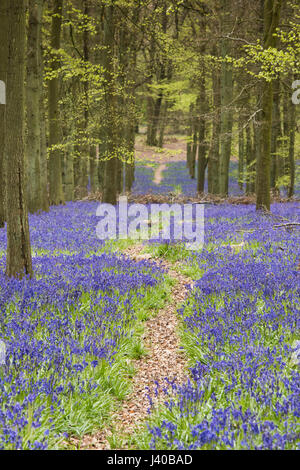 Bluebells inglese in un antico legno di faggio e di quercia Legno in mattina presto la luce del sole. Oxfordshire, Inghilterra Foto Stock