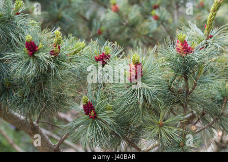 Pinus Pumila Draijers nano. Draijers giapponese Nana il cembro fioritura in aprile. Regno Unito Foto Stock