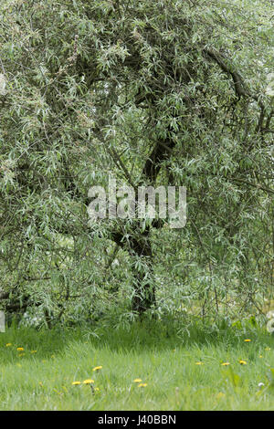 Pyrus salicifolia 'pendula" . Penduli willow lasciarono pear tree foglie in primavera Foto Stock