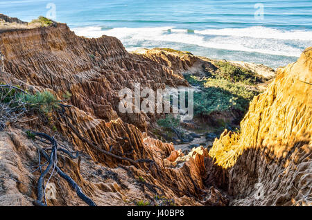 Primo piano modello di torrey pine arenaria erose scogliere sulla costa a La Jolla da San Diego Foto Stock