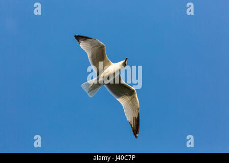 Anello-fatturati gabbiano (Larus delawarensis) volare in un cielo blu direttamente sopra Foto Stock