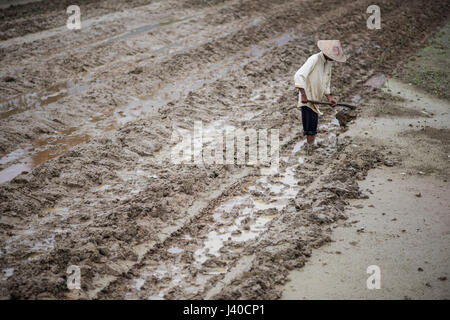 Una donna che lavora in un campo di riso al Harau Valley, Sumatra, Indonesia. Foto Stock