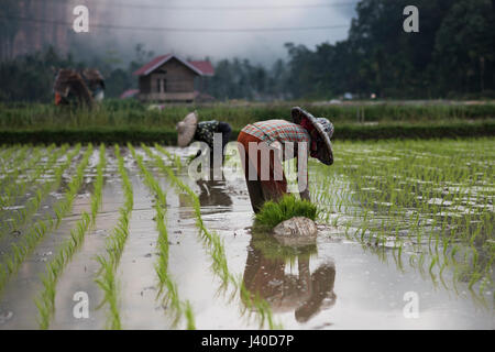 I lavoratori di sesso femminile in un campo di riso al Harau Valley, Sumatra, Indonesia. Foto Stock