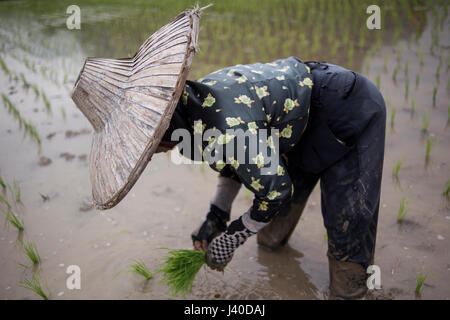 Una donna che lavora in un campo di riso al Harau Valley, Sumatra, Indonesia. Foto Stock