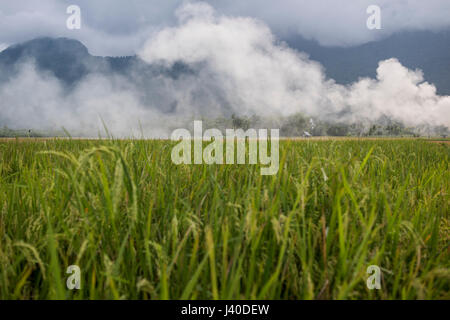 Campo di riso nella valle Harau, Sumatra, Indonesia. Foto Stock