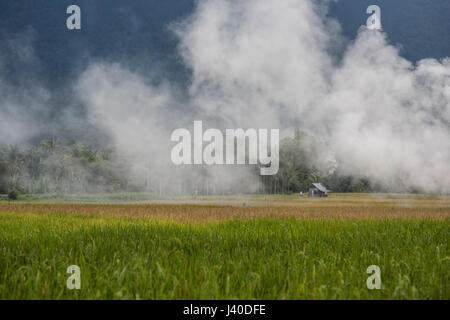 Campo di riso nella valle Harau, Sumatra, Indonesia. Foto Stock