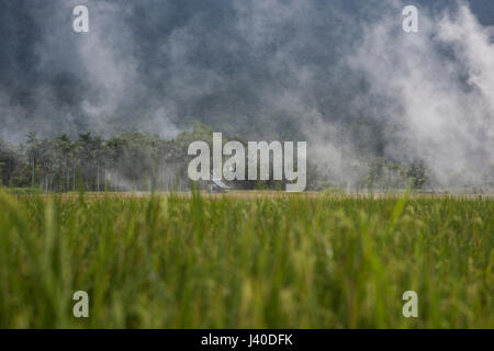 Campo di riso nella valle Harau, Sumatra, Indonesia. Foto Stock