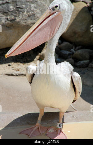 Pelican uccello in cattività in un zoo canadese. Foto Stock