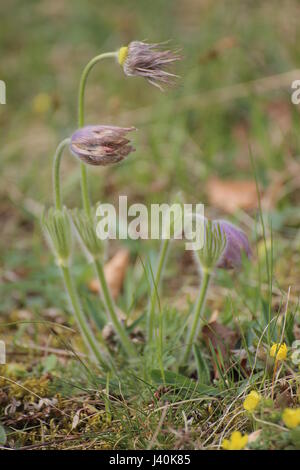 Pulsatilla vulgaris (comune "pasque flower o danesi del sangue). Foto Stock