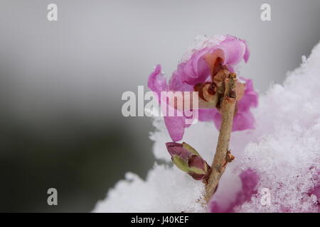 Daphne mezereum, comunemente noto come febbraio daphne, lato posteriore del fiore. Foto Stock