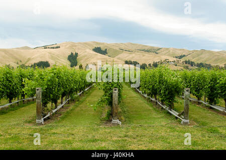 Marlborough vigneto con le colline in background in estate (Blenheim, Nuova Zelanda) Foto Stock