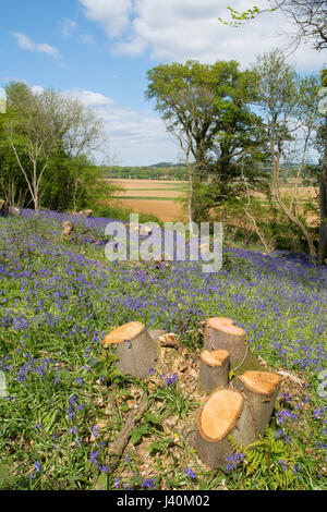 Bluebells, Hyacinthoides non scripta, in taglio dolce bosco ceduo di castagno. Vicino a Midhurst, West Sussex, Regno Unito. Maggio. Foto Stock