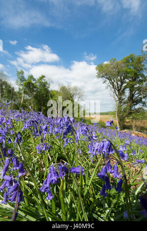 Bluebells, Hyacinthoides non scripta, in taglio dolce bosco ceduo di castagno. Vicino a Midhurst, West Sussex, Regno Unito. Maggio. Foto Stock