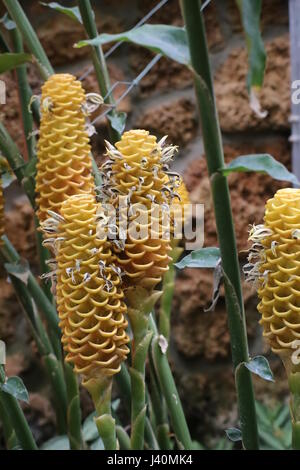 Zingiber spectabile, comunemente noto come alveare lo zenzero. Foto Stock