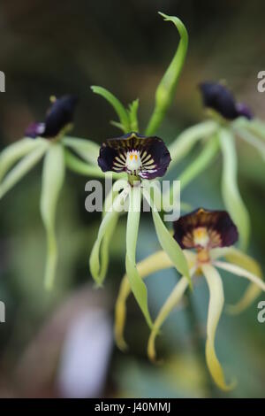 Prosthechea cochleata, clamshell orchid o cockleshell orchid. Foto Stock