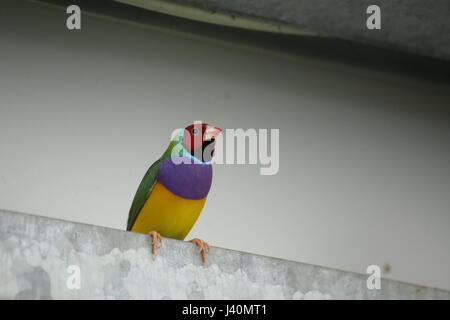 Colorato gouldian finch (Erythrura gouldiae) seduto sul metallo. Foto Stock