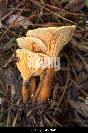 Hygrophoropsis aurantiaca, comunemente noto come il falso chanterelle. Foto Stock