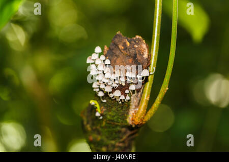 Di piccole dimensioni e di colore bianco toadstools crescente da un moncone, Amazzonia Foresta pluviale tropicale presso la Selva Lodge sul fiume Napo, Ecuador, Sud America Foto Stock