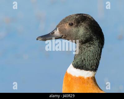 Ritratto di un maschio di Australian Shelduck (Tadorna tadornoides) al Lago Hersdman a Perth, Western Australia. Foto Stock