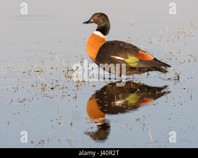 Un colorato maschio Shelduck australiano (Tadorna tadornoides), al Lago Hersdman a Perth, Western Australia. Foto Stock