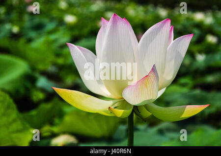 Splendida fioritura del fiore di loto closeup in estate Foto Stock