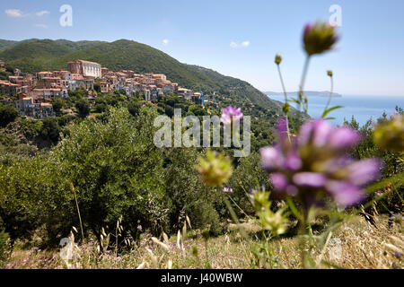 Il paesaggio costiero con fiori selvatici, Pisciotta, Cilentan Coast, provincia di Salerno, Campania, Italia Foto Stock