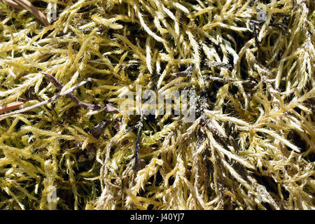 Moss vicino a molla Foto Stock